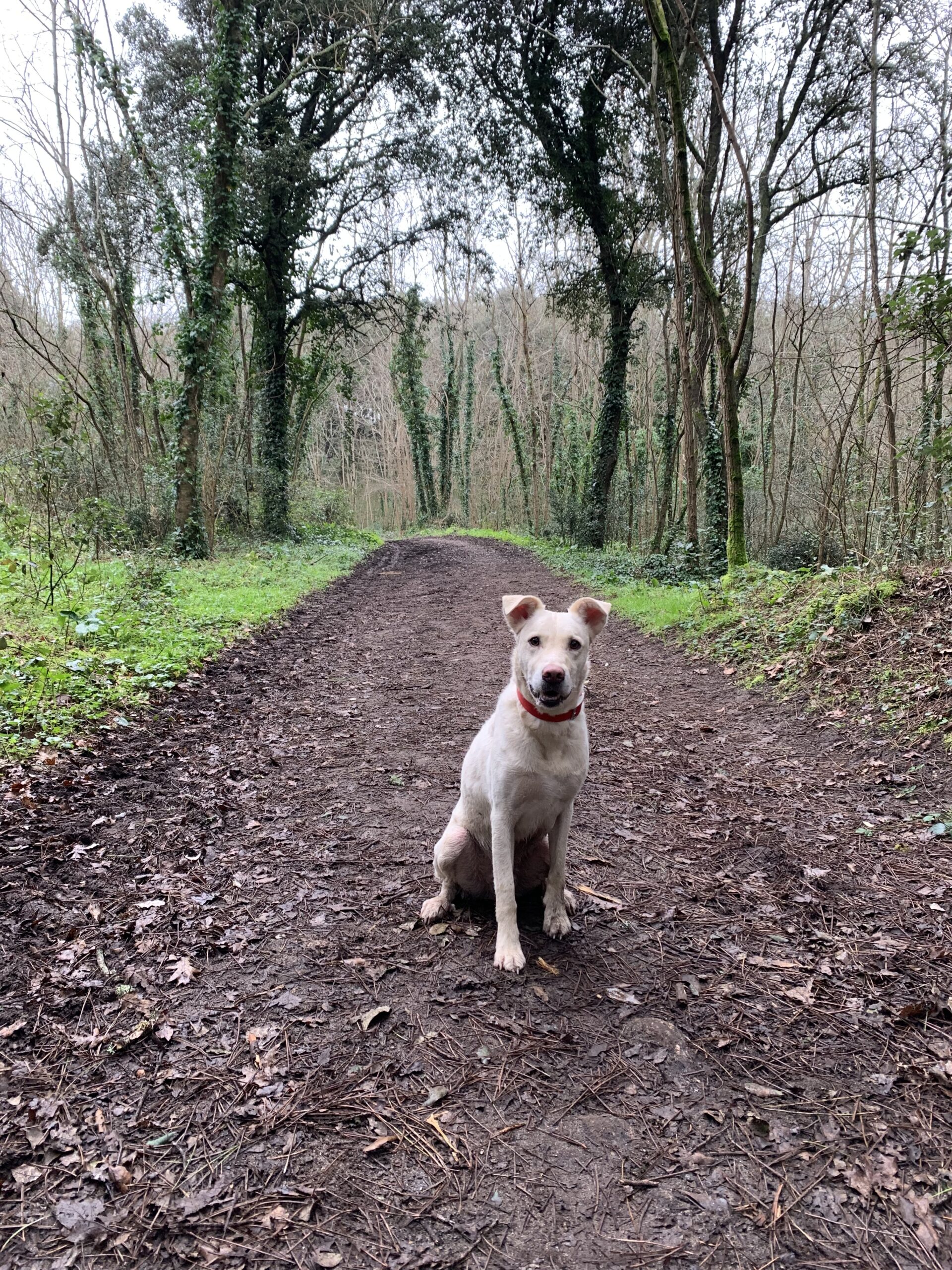 éducation canine de chien à Saint-Nazaire en Loire Atlantique, 44