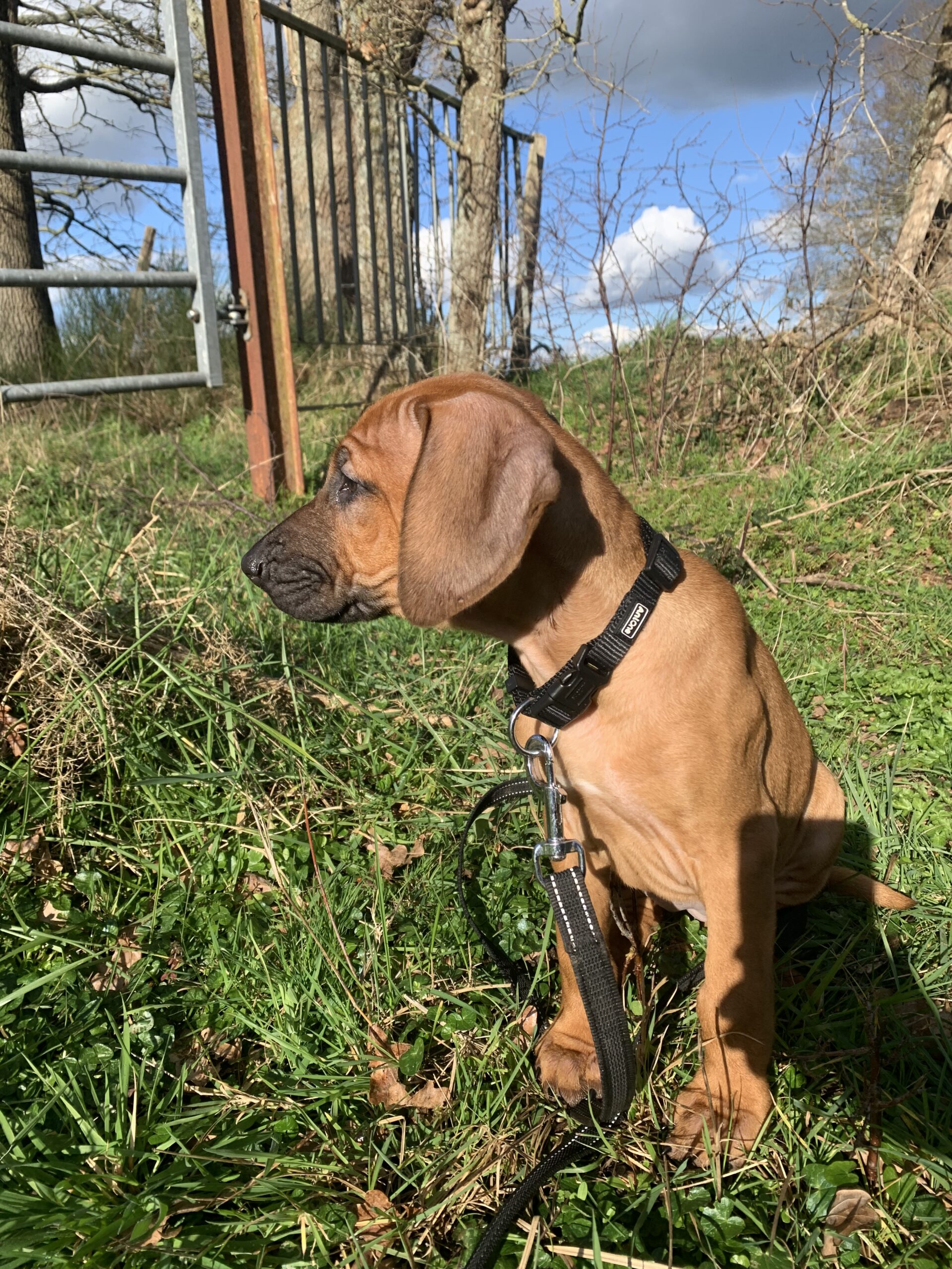 éducation canine de chiot à Saint-Nazaire en Loire Atlantique, 44