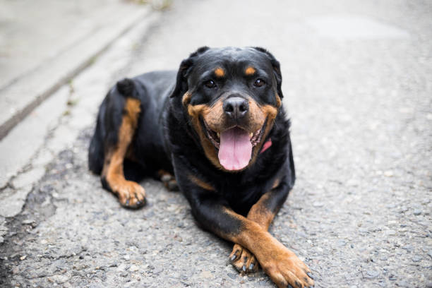 Comportement canin en Loire Atlantique, 44