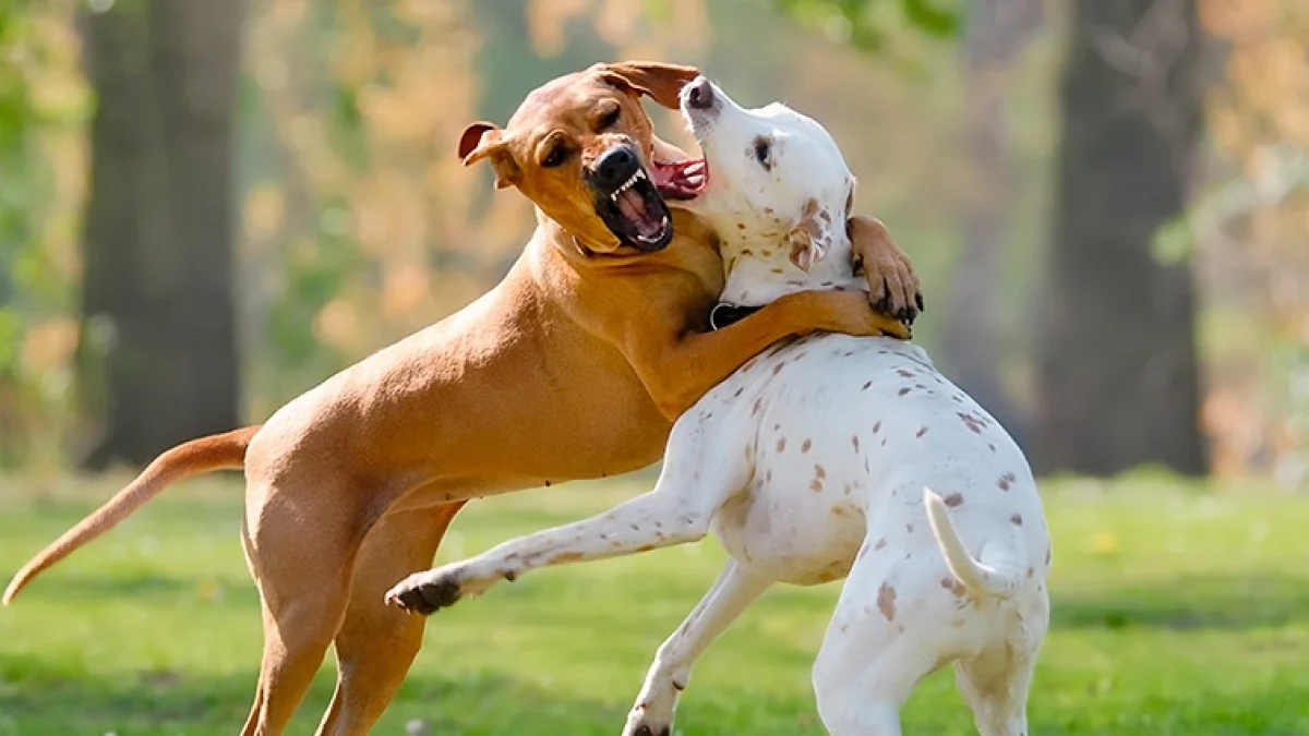 Éducation canine en Loire Atlantique