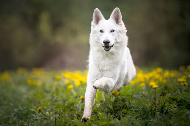 Éducation canine et comportement à Saint-Nazaire